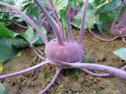 Picture of Kohl Rabi Ballot F1